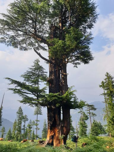 A vertical shot of a traveler standing near a tall tree in a forest and enjoying the beautiful view