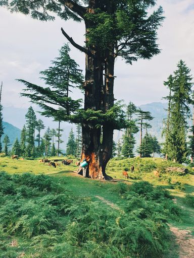 A vertical shot of a traveler standing near a tall tree in a forest and enjoying the beautiful view