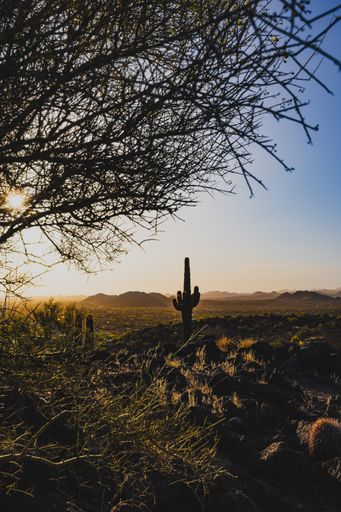 A cactus standing against a backdrop of desert mountains