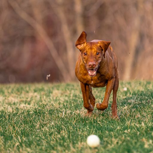 A selective of a vizsla dog playing in a park