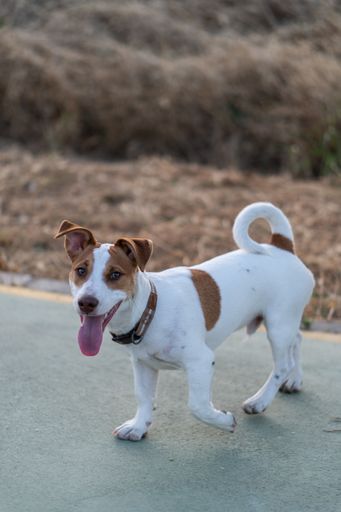 A beautiful vertical shot of a white dog with light brown spots walking on a street
