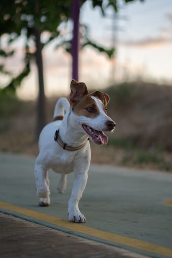 A beautiful vertical shot of a white dog with light brown spots walking on a street