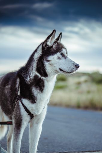 A vertical shallow focus side view of a siberian husky dog