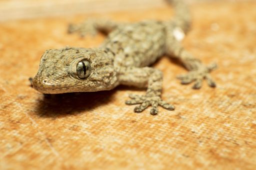 Close-up of a baby gecko, tarentola mauritanica, wall dragon. Macro photography, copy space