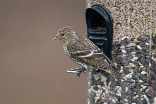 A macro shot of a pine siskin (Spinus pinus) perched on its feeder