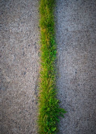 A vertical top view of a row of grass growing from between gray concrete slabs