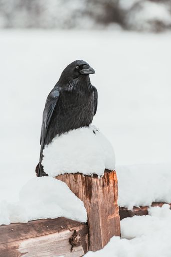 A shallow focus shot of a Common raven bird standing on a wooden ppiece with snow with snow background