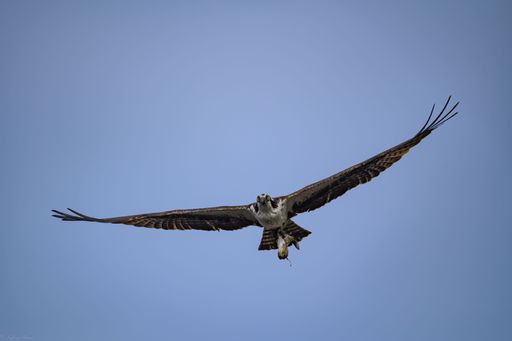 A mesmerizing view of a beautiful osprey bird in flight in Connecticut, United States
