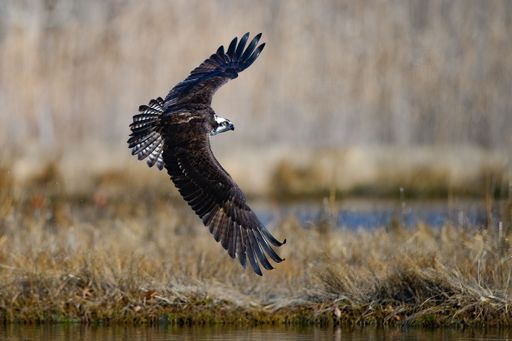 A closeup shot of an osprey looking for its prey