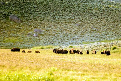 A Large Herd of American Buffalo (Bison bison) In The Yellowstone National Park, Wyoming, USA.