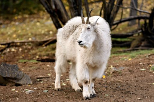 Mountain goat ( Oreamnos americanus ) in Yukon, Canada