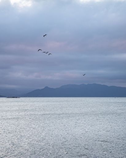A vertical shot of a flock of birds flying against the cloudy sky and over the sea