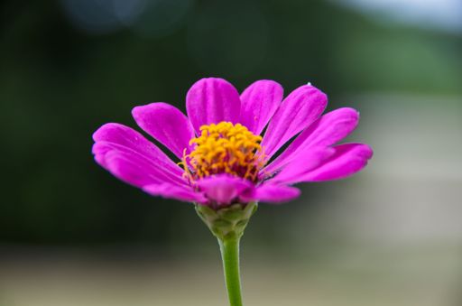 A closeup shot of a purple zinnia flower on a blurred background