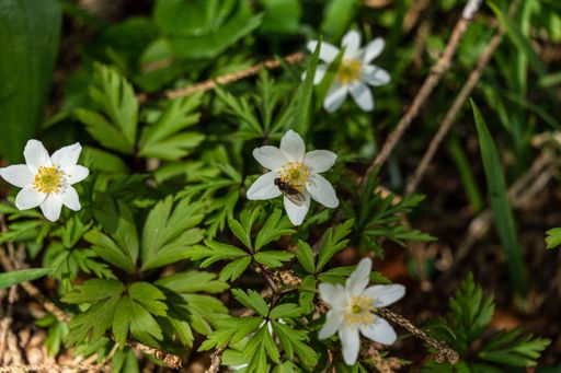 A selective focus shot of an insect on wood anemone (Anemone nemorosa)