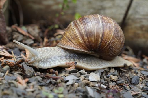 a close up shot - grape snail after a spring rain shower - mibu