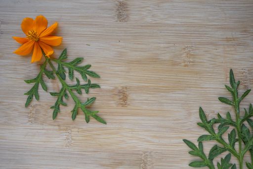 A high angle top view closeup shot of an orange Cosmos flower arranged with leaves on a wooden surface
