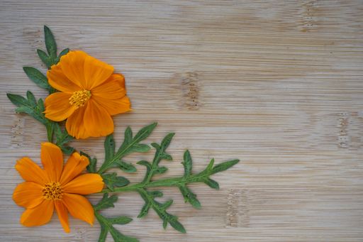 A high angle top view closeup shot of orange Cosmos flowers arranged with leaves on a wooden surface