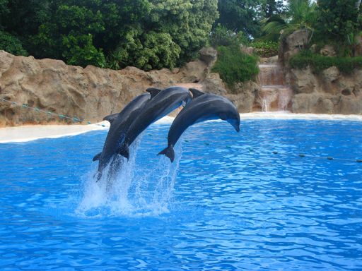 A group of dolphins jumping doing tricks in the water at an aquarium
