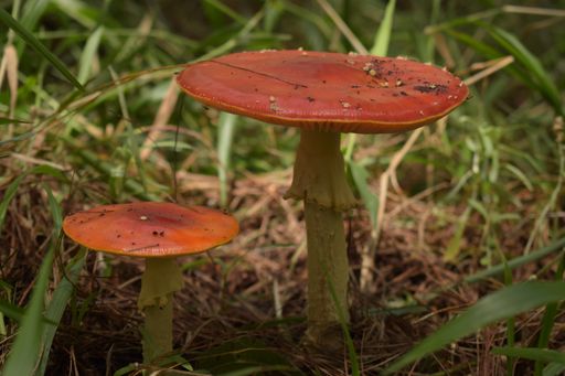 A selective focus shot of the mushrooms in the forest