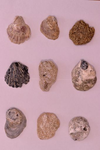 A vertical shot of various seashells isolated on pink background