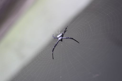A shallow focus closeup shot of a black spider in the middle of a web