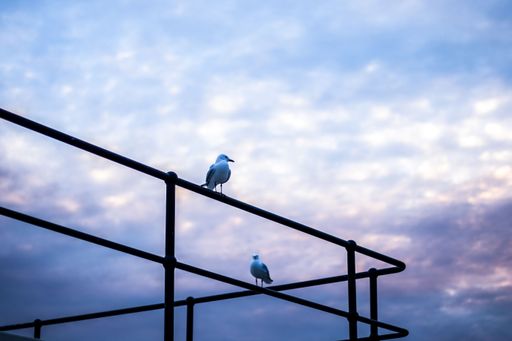 The beautiful seagulls perched on the iron railings against a cloudy sky