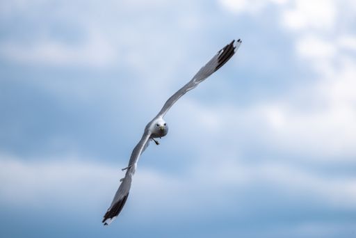 A shallow focus shot of a seagull in flight