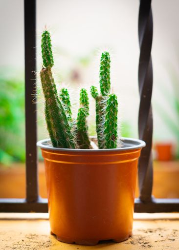 A vertical shot of a cactus in a pot