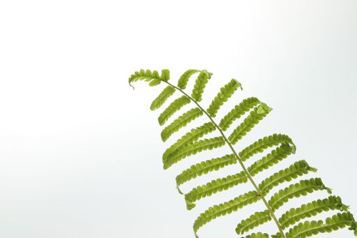 Green leaves fern tropical rainforest on isolated white background soft light and copy space.