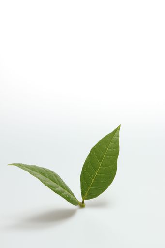 Green leaves fern tropical rainforest on isolated white background soft light and copy space.