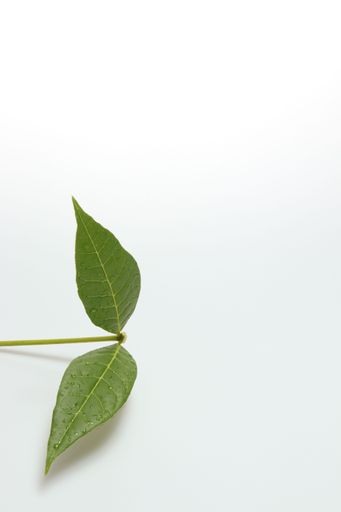 Green leaves fern tropical rainforest on isolated white background soft light and copy space.