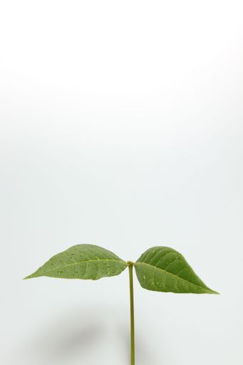 Green leaves fern tropical rainforest on isolated white background soft light and copy space.