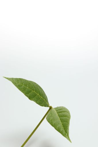 Green leaves fern tropical rainforest on isolated white background soft light and copy space.