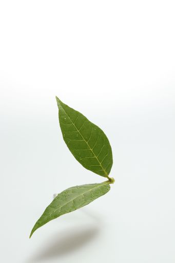 Green leaves fern tropical rainforest on isolated white background soft light and copy space.