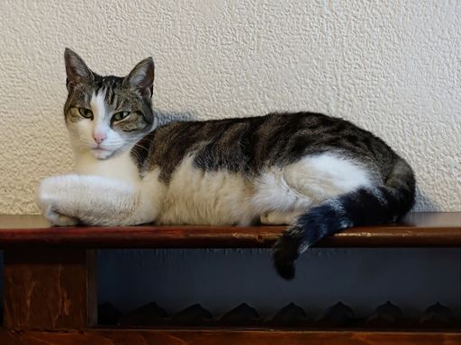 A closeup shot of a cute cat lying on a wooden frame above the radiator