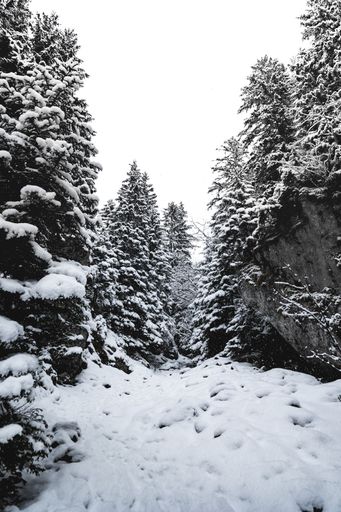 A Vertical shot of snow covered pine trees in a white forest
