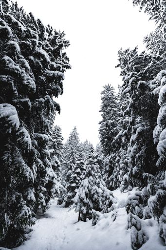 A Vertical shot of snow covered pine trees in a white forest