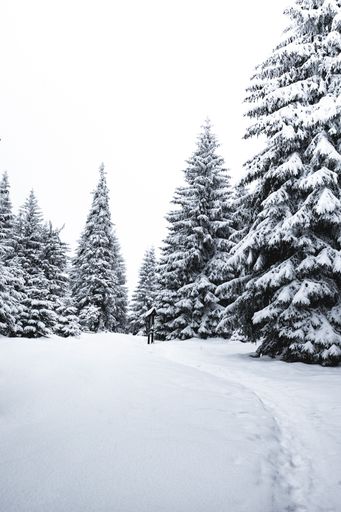 A vertical shot of snow covered pine trees in a white forest for Christmas wallpaper