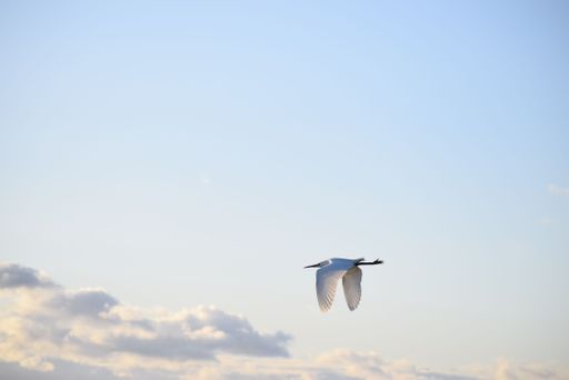 A scenic view of a white little egret flying in the cloudy sky background