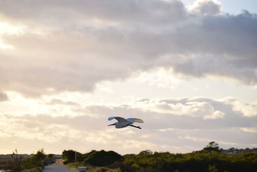 A scenic view of a white little egret flying in the cloudy sky background