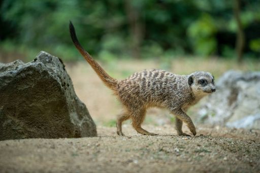 A closeup shot of a meerkat standing on a rocky ground