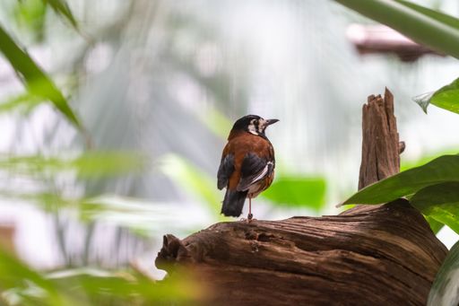 A close-up shot of the Chestnut-backed thrush bird sitting on a tree log