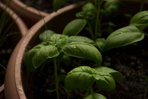 A pot of fresh basil is shown from the side. Basils have drops of water on them.