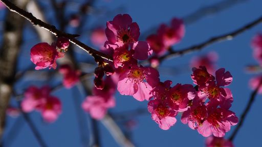 A closeup of a beautiful pink cherry blossom under the sunlight and a blue sky with a blurry background