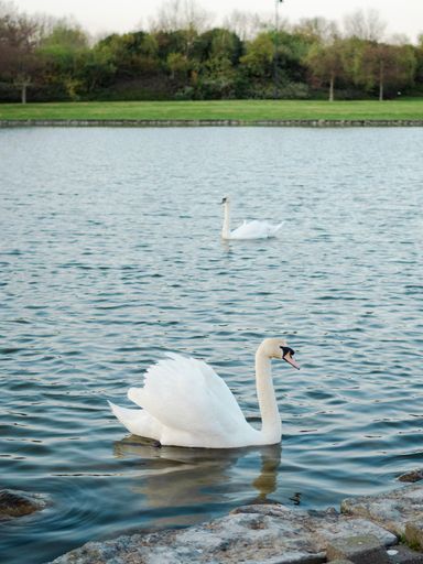The graceful white swans floating in the lake