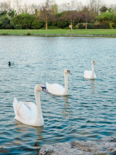 The graceful white swans floating in the lake
