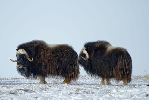 two musk ox standing on Qikiqtaruk Herschel Island Territorial Park, Yukon Canada in winter