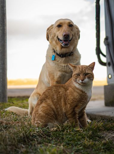 A vertical shot of a Tabby cat and a Golden Retriever sitting next to each other