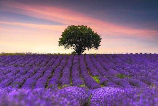 A wide angle shot of a tree in the middle of Lavender field during sunset