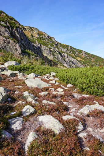 A vertical shot of the trees on the hills captured in the magnificent Karkonosze mountains, Poland
